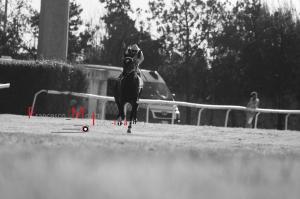 Galoppo_Chilivani_2017_ (56)